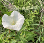 Convolvulaceae: Calystegia sepium