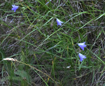 Campanulaceae: Campanula petiolata by R. Neil Reese
