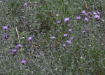 Asteraceae: Centaurea stoebe by R. Neil Reese