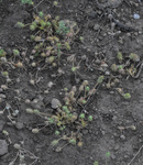 Ranunculaceae: Ceratocephala testiculata by R. Neil Reese