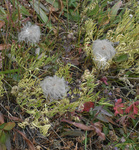 Ranunculaceae: Clematis hirsutissima by R. Neil Reese