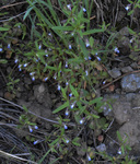 Scrophulariaceae: Collinsia parviflora by R. Neil Reese