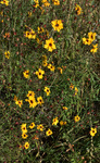 Asteraceae: Coreopsis tinctoria by R. Neil Reese