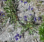 Ranunculaceae: Delphinium bicolor by R. Neil Reese