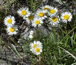 Asteraceae: Erigeron flagellaris by R. Neil Reese