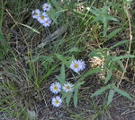 Asteraceae: Erigeron speciosus var. macranthus by R. Neil Reese