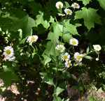 Asteraceae: Erigeron strigosus