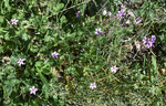 Geraniaceae: Erodium cicutarium