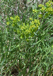 Euphorbiaceae: Euphorbia esula var. uralensis