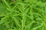 Rubiaceae: Galium aparine by R. Neil Reese