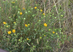 Asteraceae: Grindelia squarrosa by R. Neil Reese