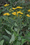 Asteraceae: Helianthus grosseserratus by R. Neil Reese