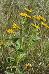 Asteraceae: Heliopsis helianthoides by R. Neil Reese