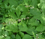 Fabaceae: Hylodesmum glutinosum by R. Neil Reese