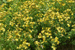 Clusiaceae: Hypericum perforatum by R. Neil Reese