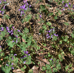 Lamiaceae: Lamium amplexicaule by R. Neil Reese