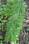 Lamiaceae: Leonurus cardiaca by R. Neil Reese