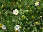 Asteraceae: Leucanthemum vulgare by R. Neil Reese