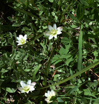 Portulacaceae : Lewisia pygmaea by R. Neil Reese