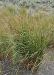 Poaceae: Leymus cinereus by R. Neil Reese