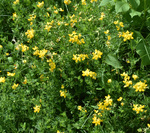 Fabaceae: Lotus corniculatus by R. Neil Reese