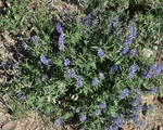 Fabaceae: Lupinus argenteus by R. Neil Reese