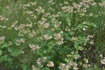 Nyctaginaceae: Mirabilis nyctaginea by R. Neil Reese