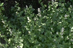 Lamiaceae : Nepeta cataria by R. Neil Reese