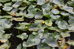 Nymphaeaceae: Nuphar lutea by R. Neil Reese