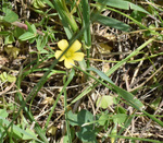 Oxalidaceae: Oxalis dillenii by R. Neil Reese
