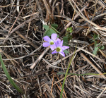 Oxalidaceae: Oxalis violacea by Richard Neil Reese
