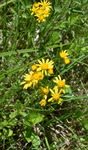 Asteraceae: Packera plattensis by R. Neil Reese