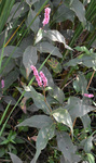 Polygonaceae: Polygonum amphibium by R. Neil Reese