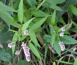 Polygonaceae: Polygonum pensylvanicum by R. Neil Reese
