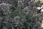 Boraginaceae: Phacelia hastata by R. Neil Reese