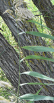Poaceae: Phragmites australis by R. Neil Reese