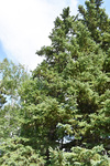Pinaceae: Picea glauca by R. Neil Reese