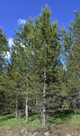 Pinaceae: Pinus contorta by R. Neil Reese