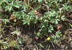 Rosaceae: Potentilla gracilis by R. Neil Reese