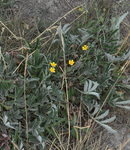 Rosaceae: Potentilla hippiana by R. Neil Reese
