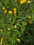 Ranunculaceae: Ranunculus acris by R. Neil Reese