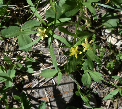Small Ranunculus Invertirbrate