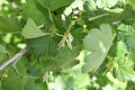 Grossulariaceae: Ribes missouriense