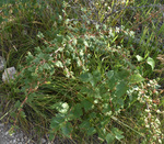 Grossulariaceae: Ribes oxyacanthoides