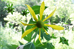 Asteraceae: Rudbeckia laciniata