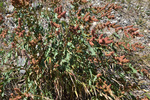 Polygonaceae: Rumex triangulivalvis
