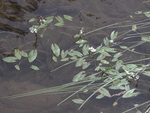 Alismataceae: Sagittaria latifolia