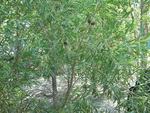 Salicaceae: Salix interior