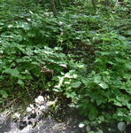 Apiaceae: Sanicula marilandica