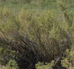 Chenopodiaceae: Sarcobatus vermiculatus